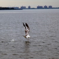 (Photo Credit: Jill Jichetti. Staten Island.)